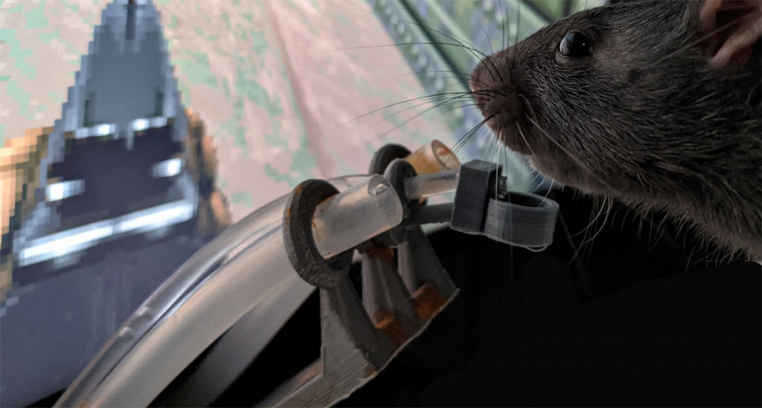 Нейроинженер обучает крыс играть в Doom II