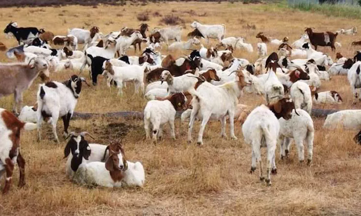 Google официально арендует коз