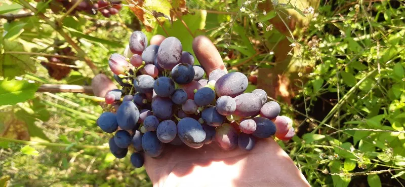 мой виноград
