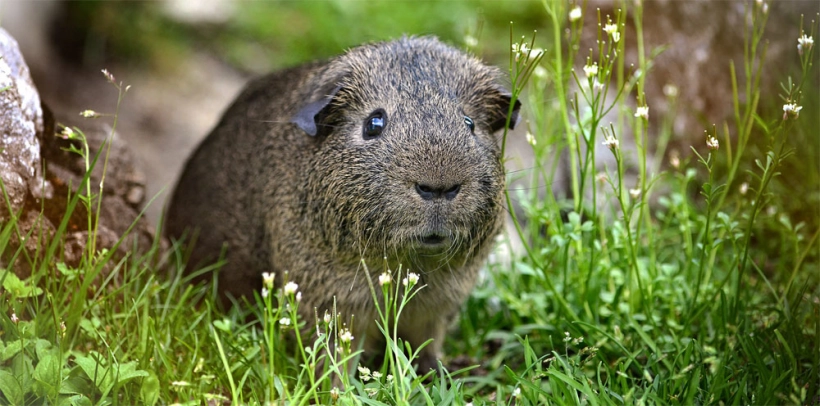 Смена домена на Agouti.ru (планы)